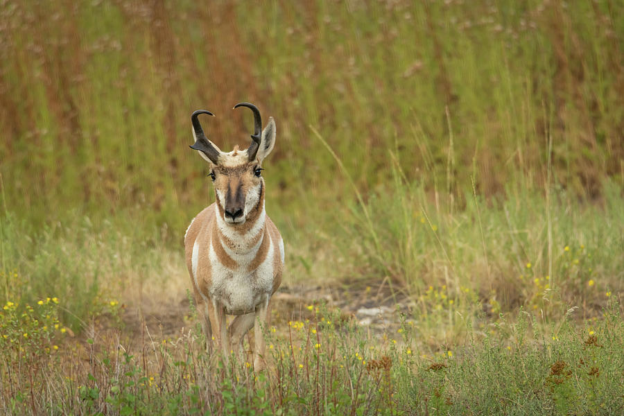Pronghorn Photograph by Constance Puttkemery