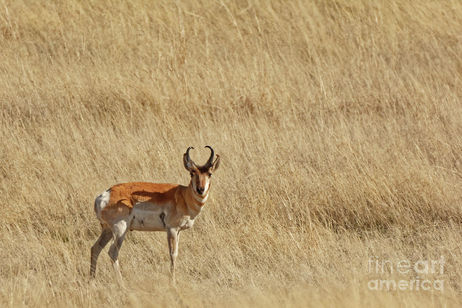 Pronghorn Deer - 7757 Photograph by Marvin Reinhart - Fine Art America