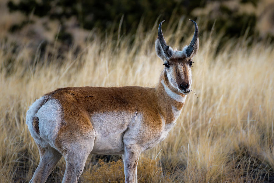 Pronghorn Glamour Shot Photograph by Gary Kochel