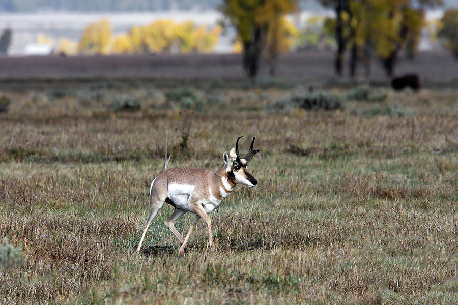 Pronghorn in Fall Photograph by Ronnie And Frances Howard