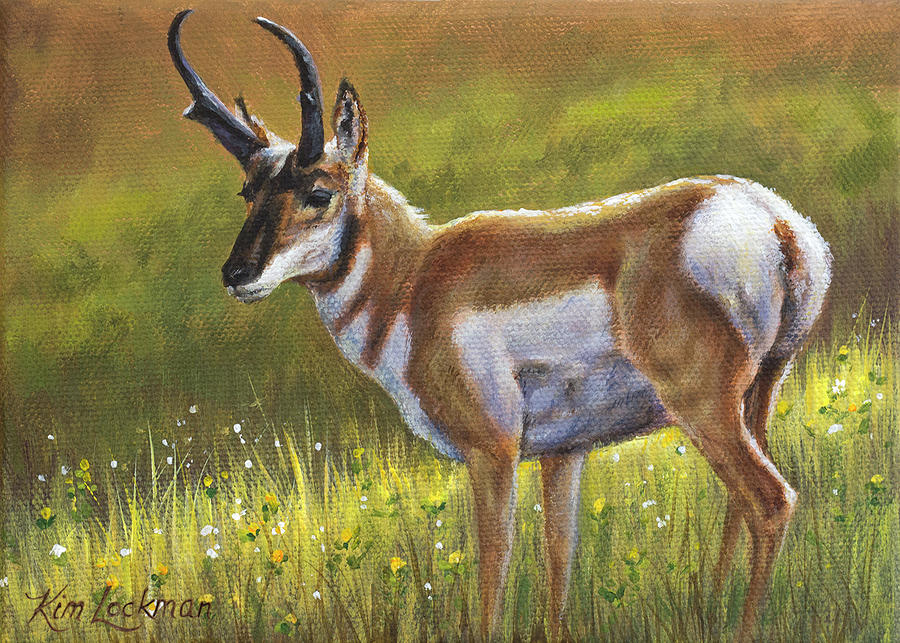 Pronghorn Painting by Kim Lockman