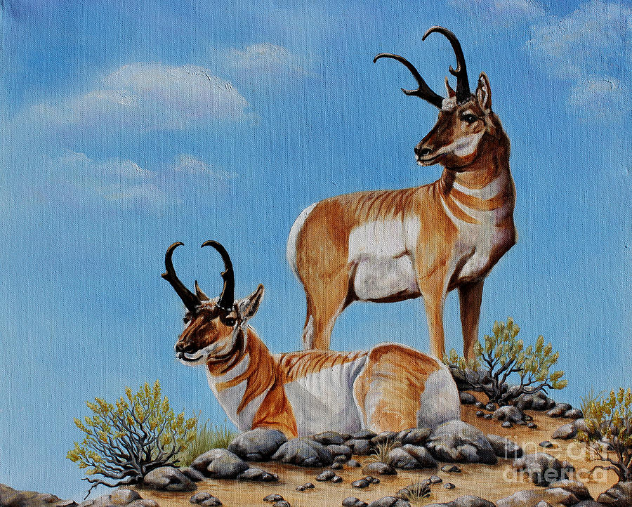Animal Painting - Pronghorn Antelope by Pechez Sepehri