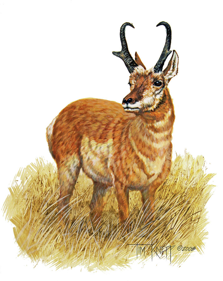 Pronghorn Painting - Pronghorn by Tim Knepp