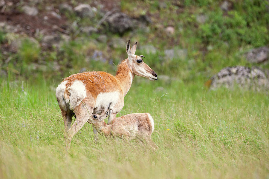 Pronghorn with fawn Photograph by Thomas Elsnab - Fine Art America