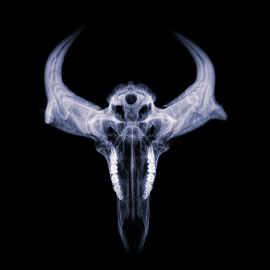 Pronghorn x-ray 01 Photograph by Rob Graham