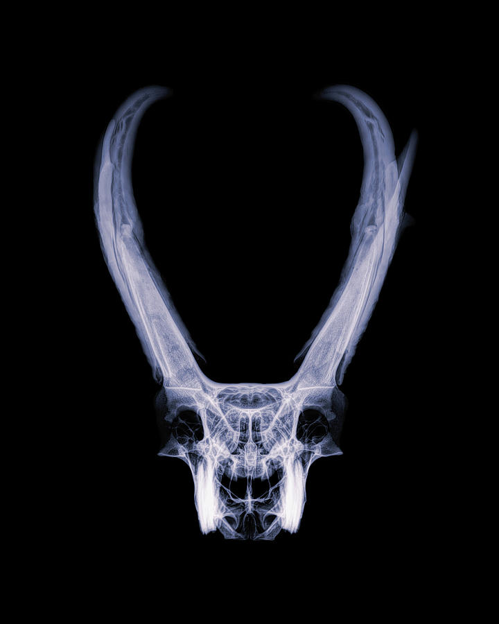 Pronghorn x-ray 02 Photograph by Rob Graham