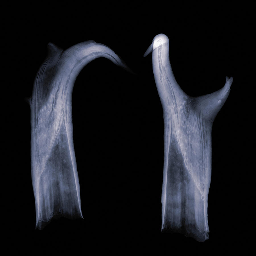 Pronghorn x-ray 03 Photograph by Rob Graham