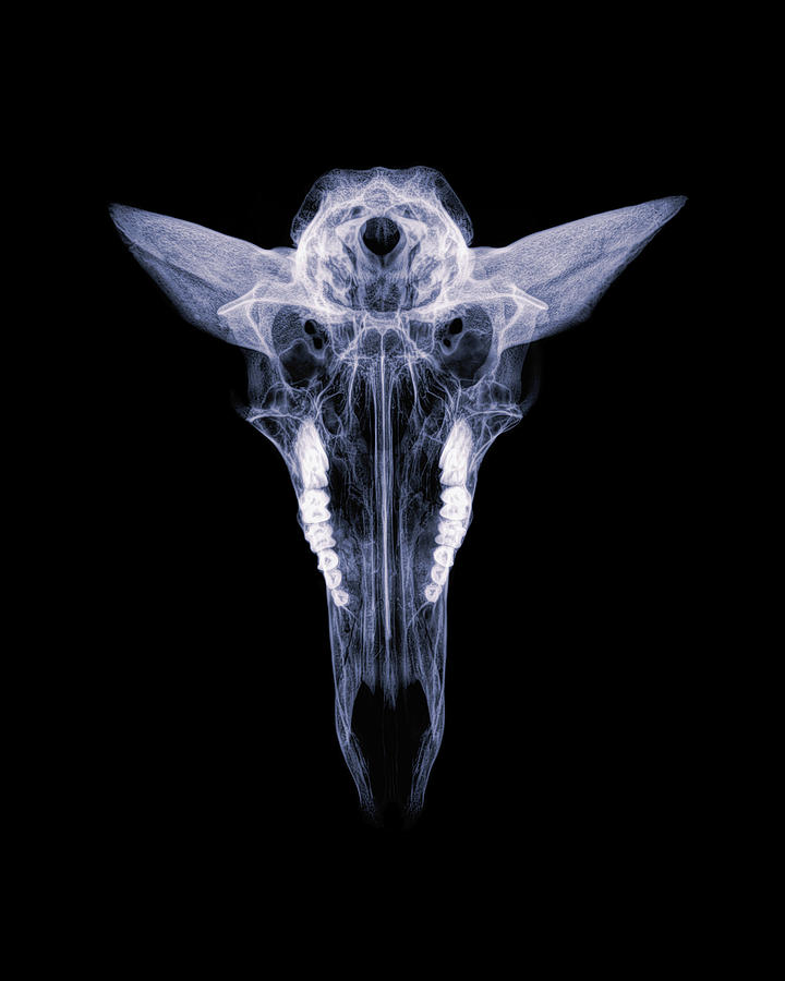 Pronghorn x-ray 04 Photograph by Rob Graham
