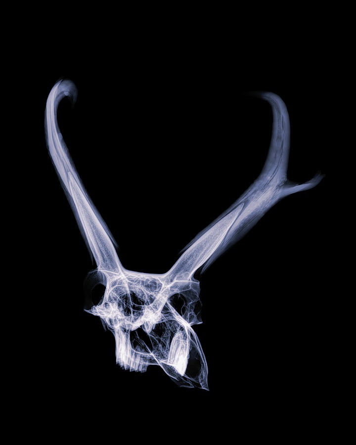 Pronghorn x-ray 05 Photograph by Rob Graham