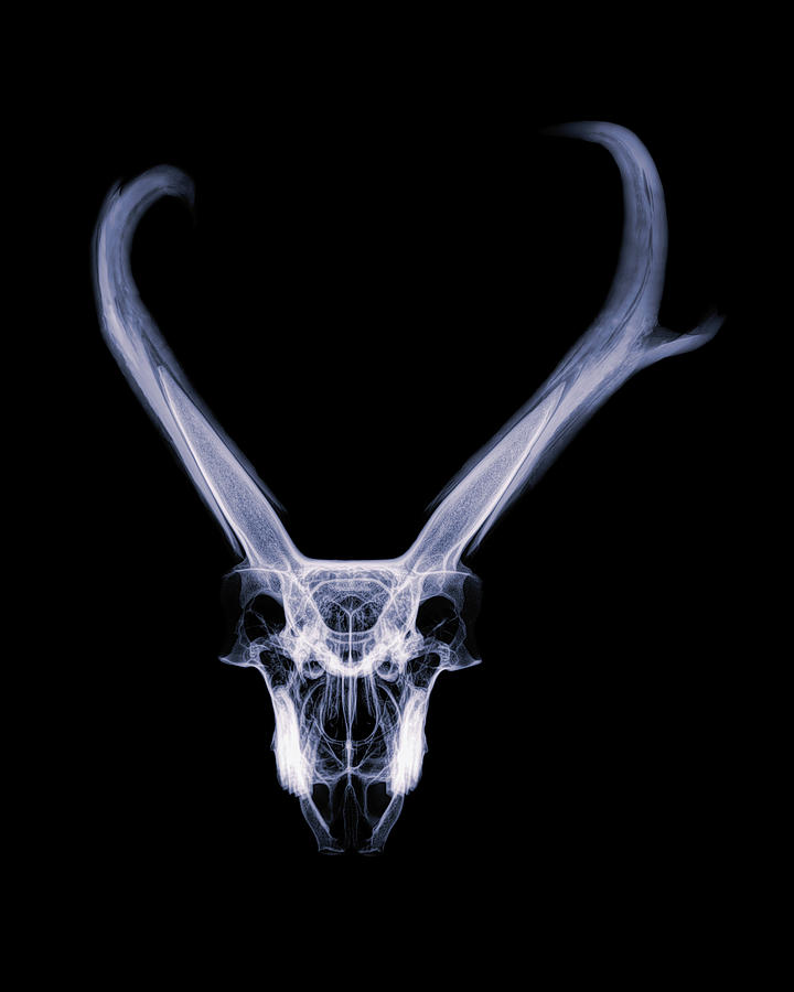 Pronghorn x-ray 06 Photograph by Rob Graham