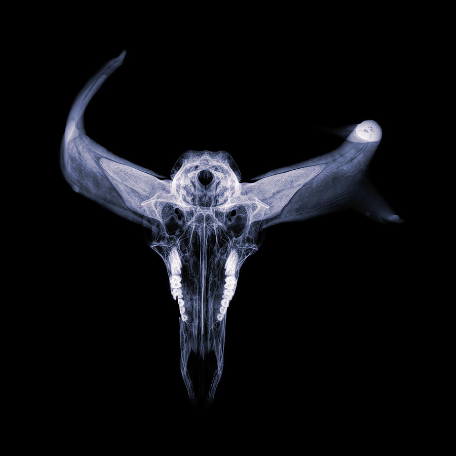 Pronghorn x-ray 07 Photograph by Rob Graham