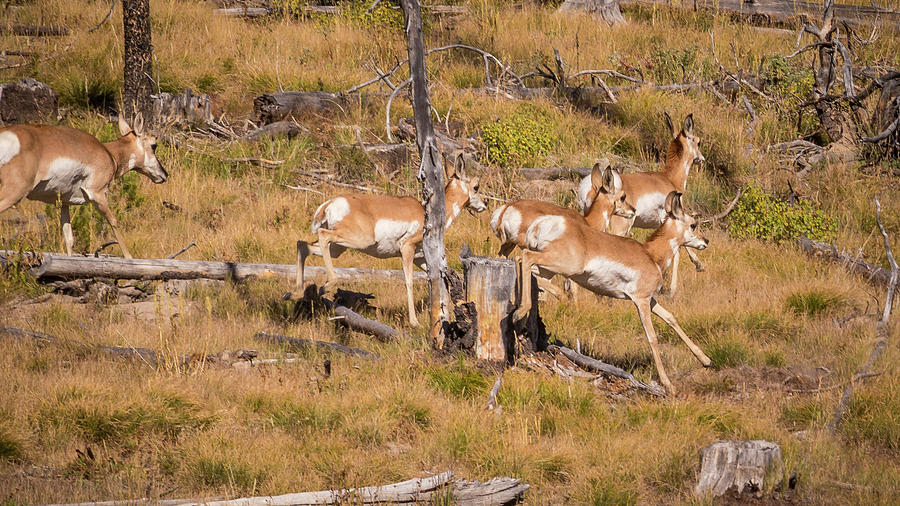 Pronghorns Photograph by Mark Mille