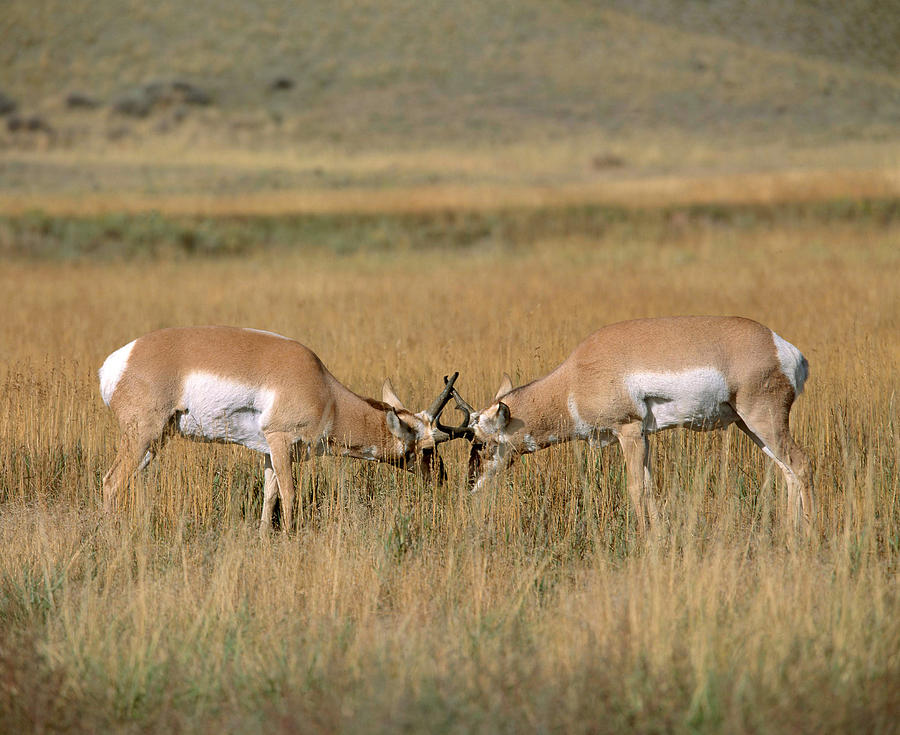 Pronghorns Sparring Photograph by Michael Lustbader