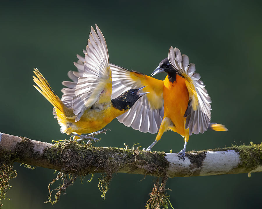 Oriole Photograph - Propose by Young Feng