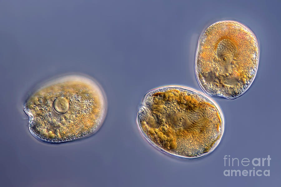 Prorocentrum Lima Algae by Frank Fox/science Photo Library