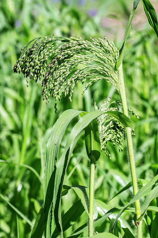 Proso Millet / Broomcorn Millet / Common Millet / Broomtail Photograph ...