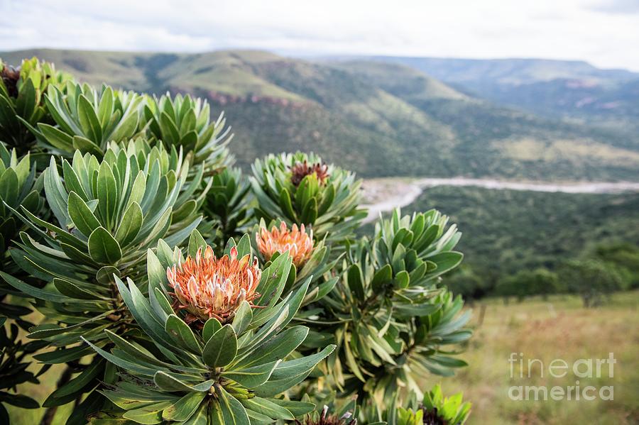 Protea Caffra Plant Growing On A Mountainside Photograph by Peter Chadwick/science Photo Library
