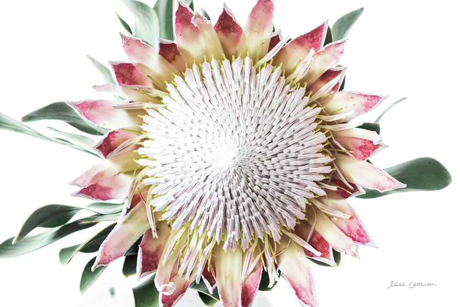 Protea Center II Photograph by Elise Catterall - Fine Art America