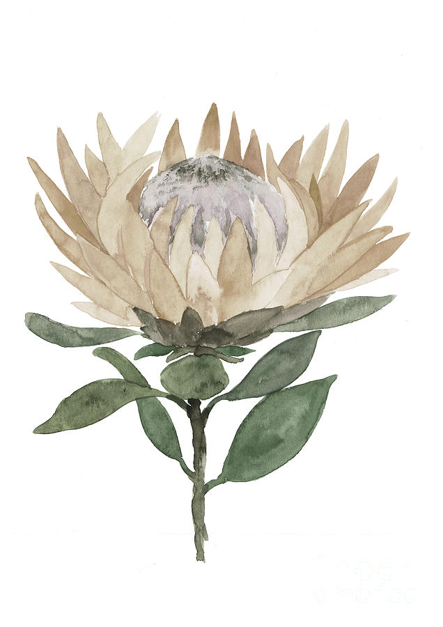 Protea Flowering Plant Botanical Art Painting by Joanna