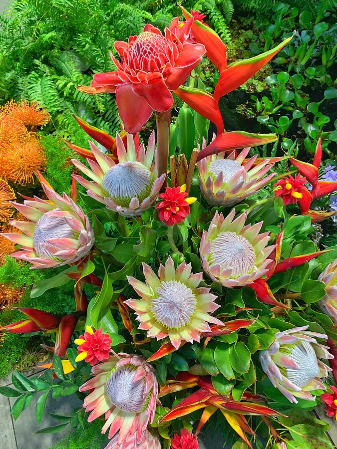 Protea flowers Photograph by Fabio Gomes Freitas