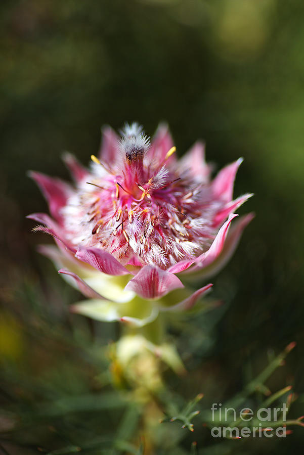 Protea Pretty In Pink Small Flowers Photograph by Joy Watson