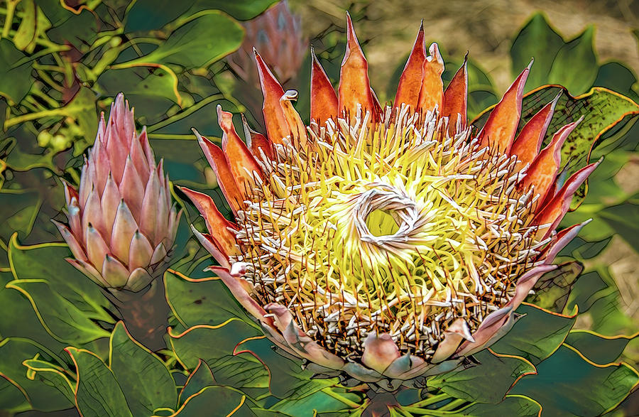 Protea, Pride of South Africa Photograph by Marcy Wielfaert
