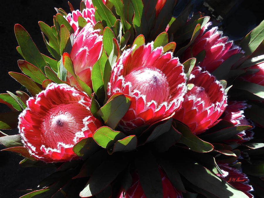 Flower Photograph - Proteas in the Sun by Michael Durst