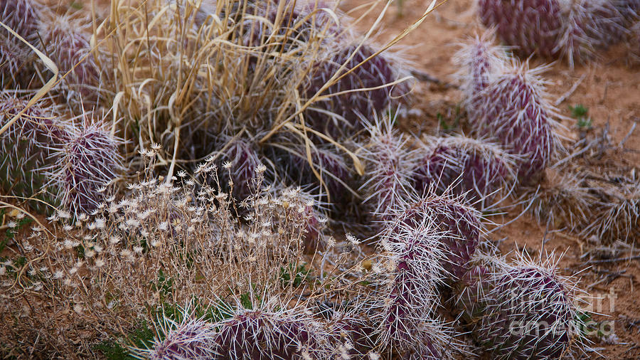 Protected Flowers Photograph