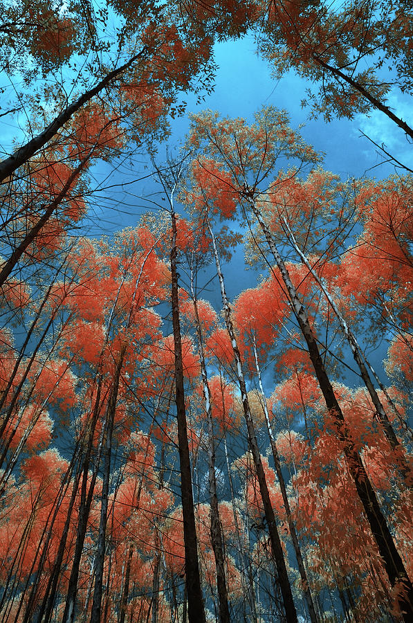 Protected Forest Reserves In Infrared Photograph by Photography By Azam ...