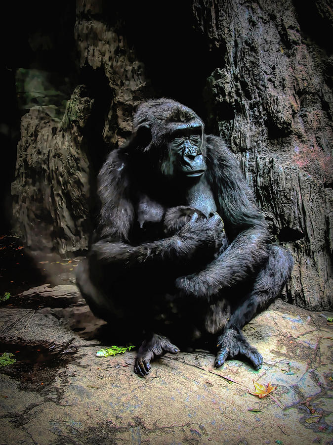 Protecting Baby Photograph by Paul Coco - Fine Art America