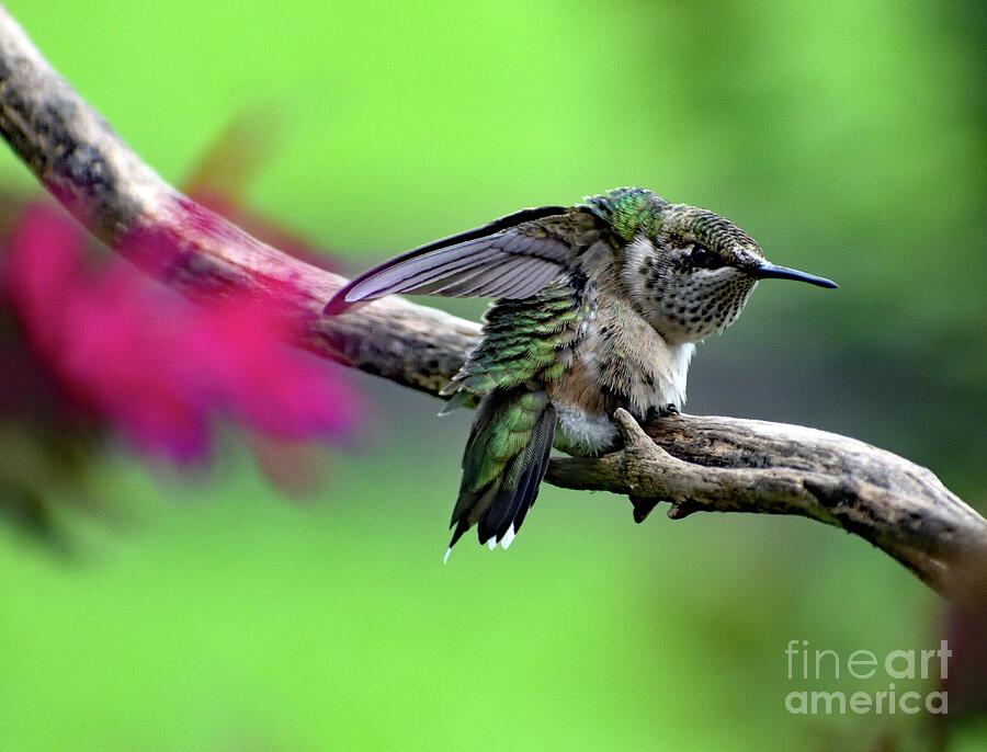 Juvenile Ruby-throated Hummingbird Protecting Its Territory Photograph