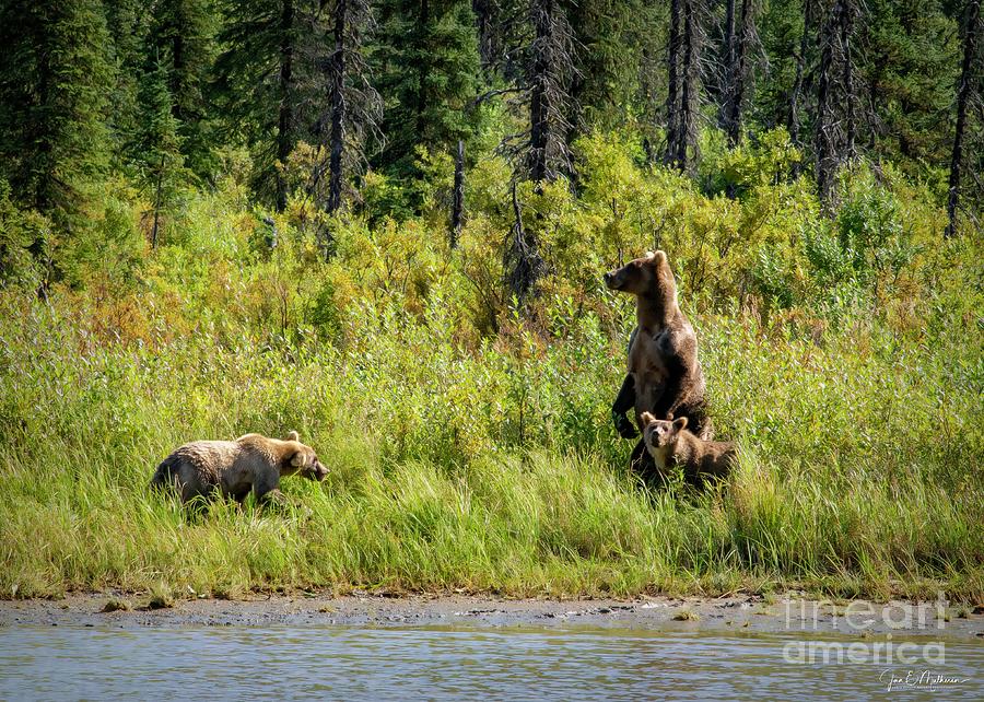 Protective Mom - Bears Photograph