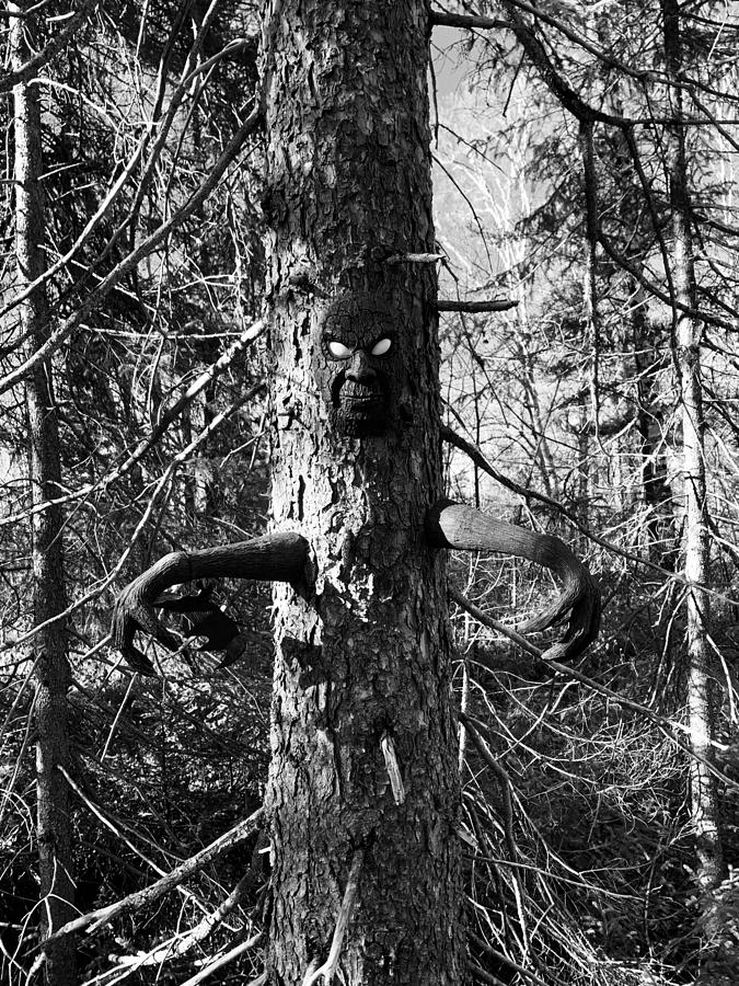 Protector of the forest  Photograph by Judy Dimentberg