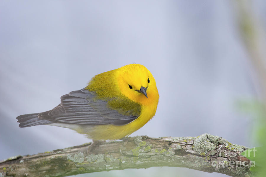 Prothonotary Warbler Photograph by Jeannette Hunt
