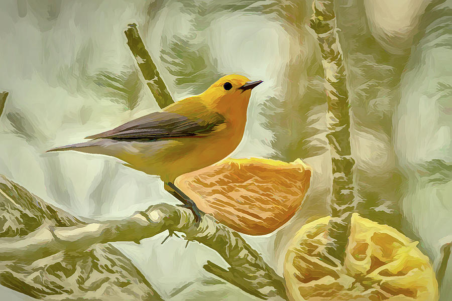 Prothonotary Warbler Photo Art Photograph