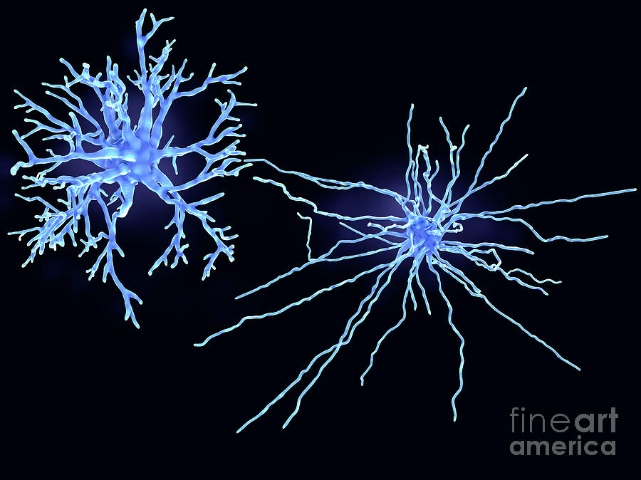 Protoplasmic And Fibrous Astrocytes Photograph by Juan Gaertner/science Photo Library