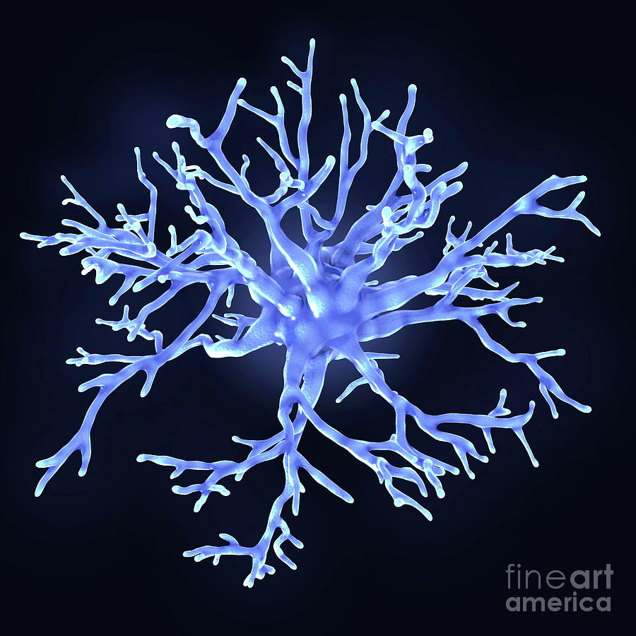 Protoplasmic Astrocyte Photograph by Juan Gaertner/science Photo Library