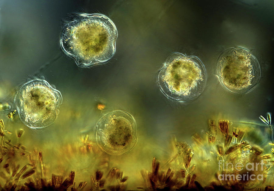 Protozoa And Diatoms by Marek Mis/science Photo Library