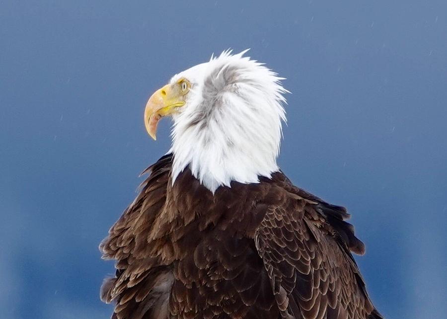 Proud as an Eagle Photograph by Jeffrey Hall - Fine Art America