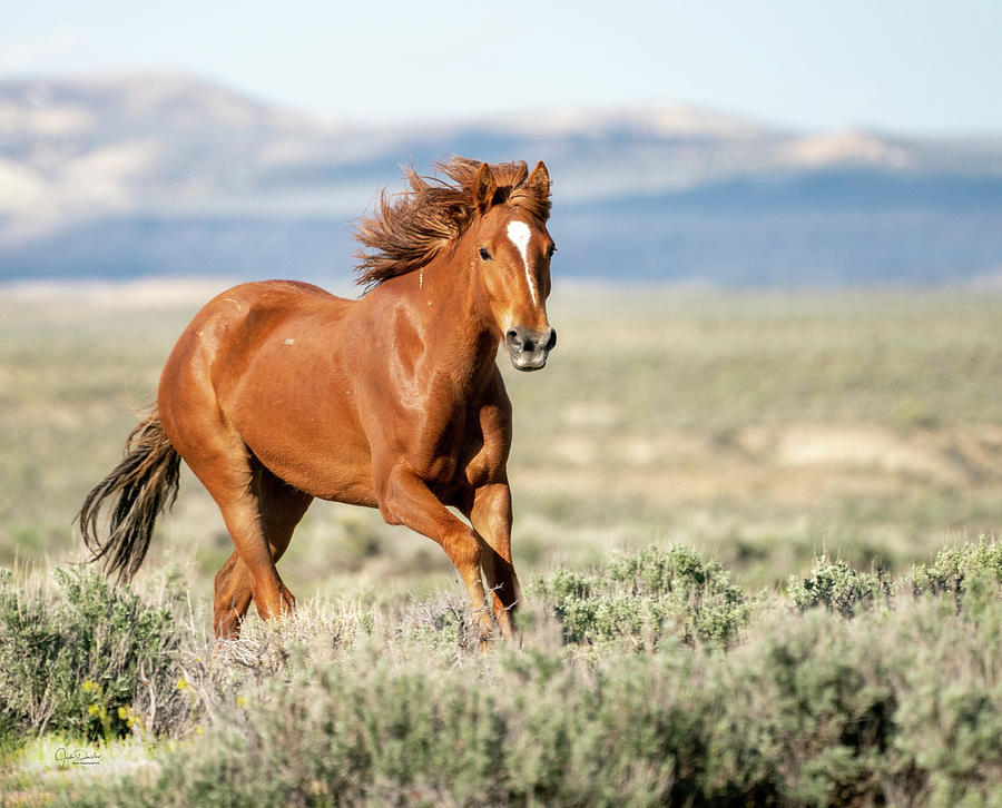 Proud And Free - Wild Mustang Horse Photograph