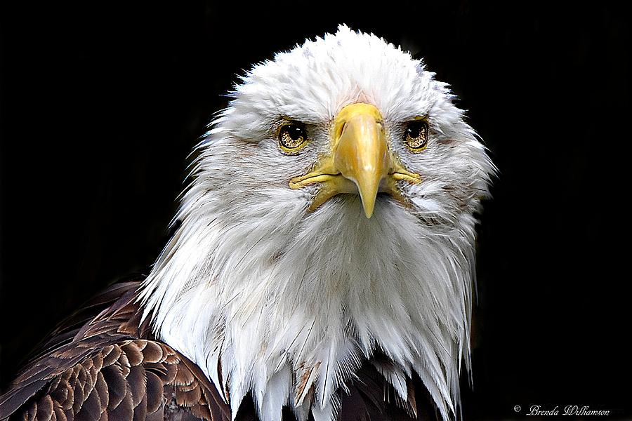 Proud Bald Eagle Photograph by Brenda Williamson - Fine Art America