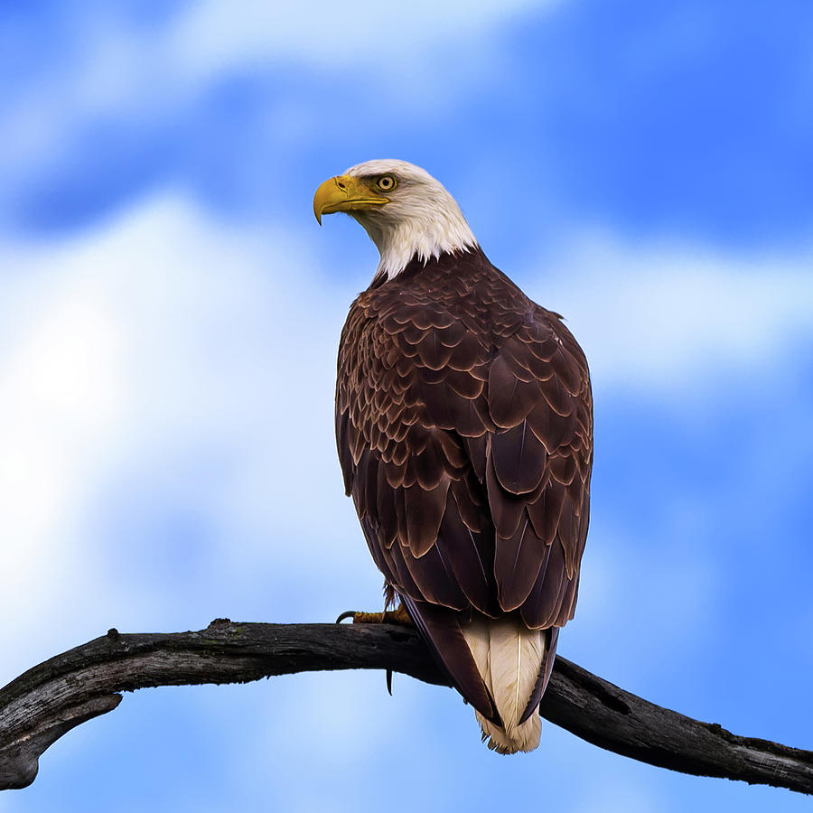 Proud Bald Eagle, Perched Side Profile Photograph by Peter Herman