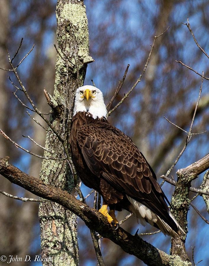 Proud Eagle Photograph by John Roach