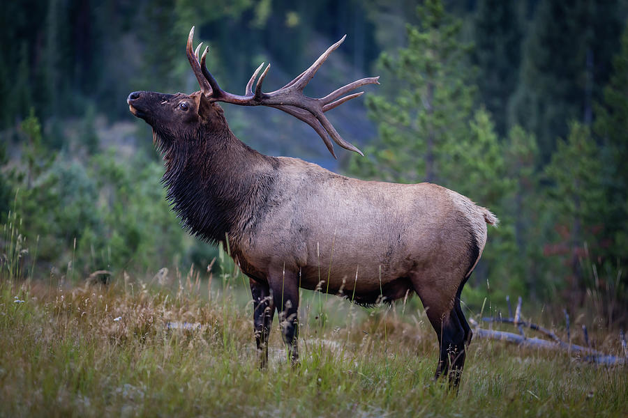 Proud Elk Photograph by Gary Migues