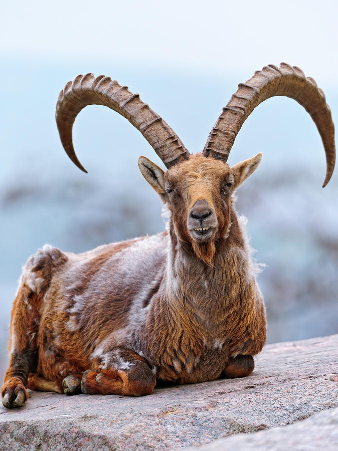 Proud Lying Ibex Photograph by Picture By Tambako The Jaguar