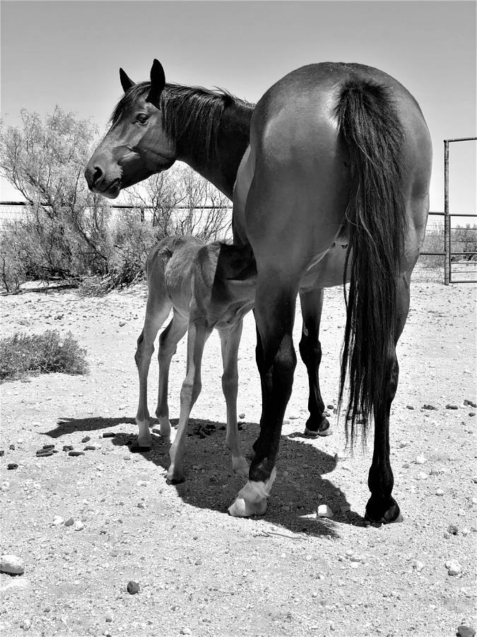 Animal Photograph - Proud Momma by Cayla Slaughter