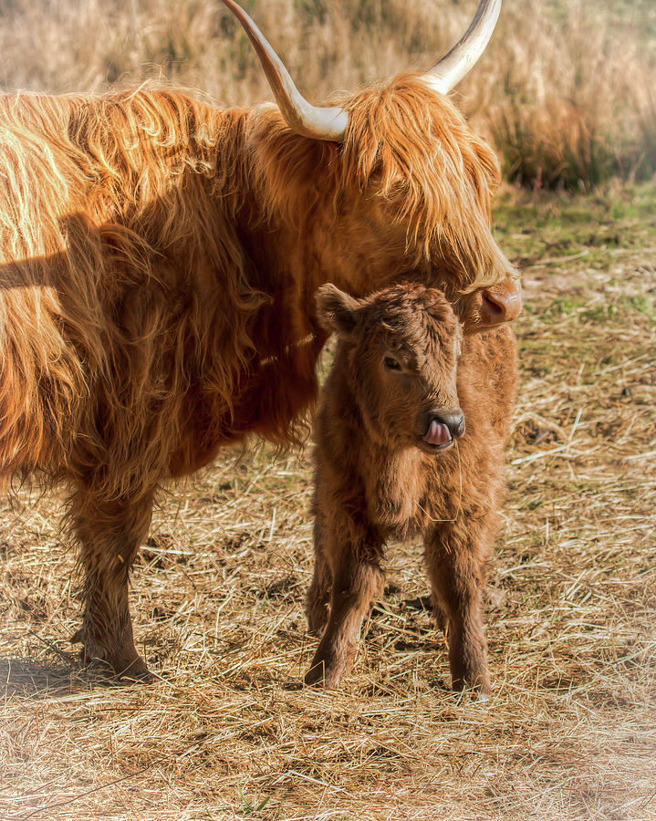 Proud Mother 01088 Photograph by Kristina Rinell - Fine Art America