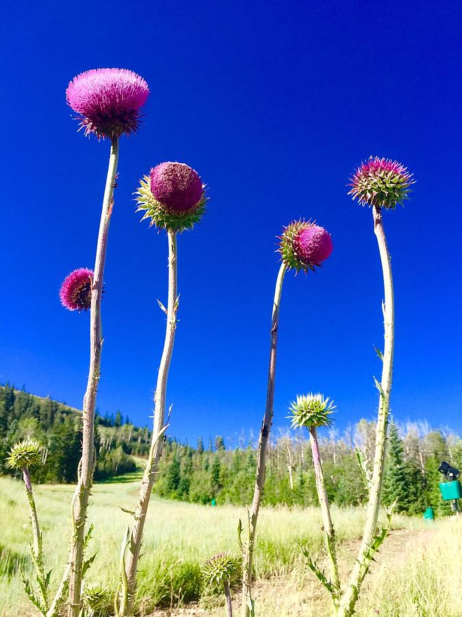 Proud Mountain Flowers Digital Art by Cindy Greenstein