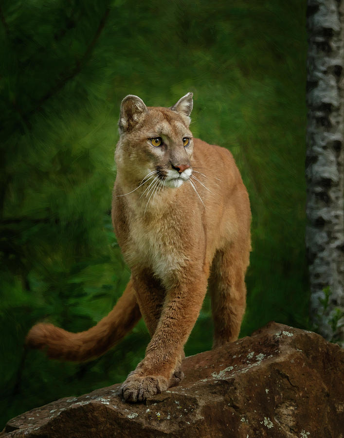 Cougar Photograph - Proud Mountain Lion 2 by Galloimages Online