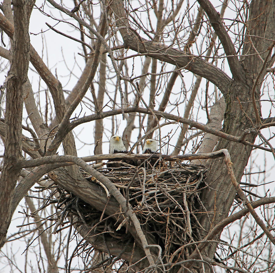 Proud of Their Nest  7493 Photograph by Jack Schultz